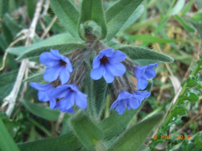 Boraginacea - Alkanna tinctoria